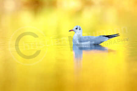 Lachmöwe (Chroicocephalus ridibundus) Lachmöwe (Chroicocephalus ridibundus)