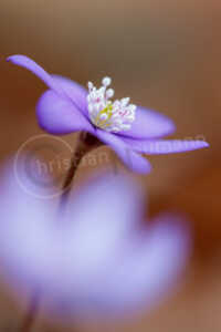 Leberblümchen (Anemone hepatica) Leberblümchen (Anemone hepatica)