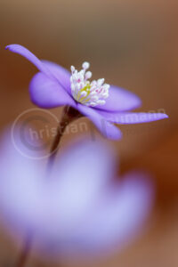 Leberblümchen (Anemone hepatica)