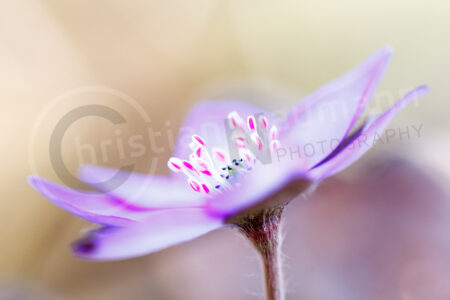 Leberblümchen (Anemone hepatica)
