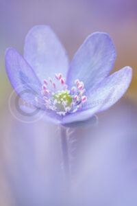 Leberblümchen (Anemone hepatica)