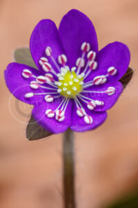 Leberblümchen (Anemone hepatica)