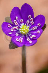 Leberblümchen (Anemone hepatica) Leberblümchen (Anemone hepatica)