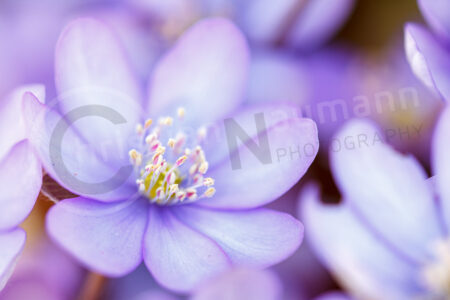 Leberblümchen (Anemone hepatica)