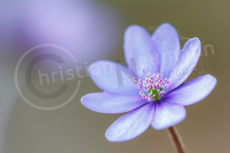 Leberblümchen (Anemone hepatica)