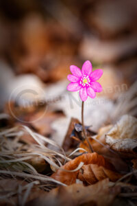 Leberblümchen (Anemone hepatica)