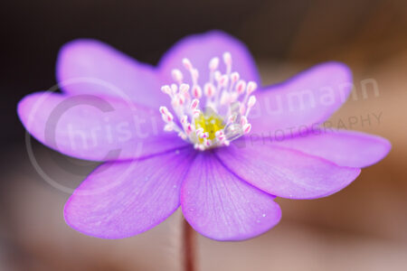 Leberblümchen (Anemone hepatica)