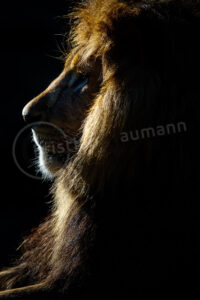 Löwe (Panthera leo)