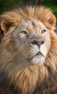Portrait eines alten Löwen Löwe (Panthera leo)