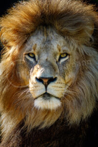 Löwe (Panthera leo)