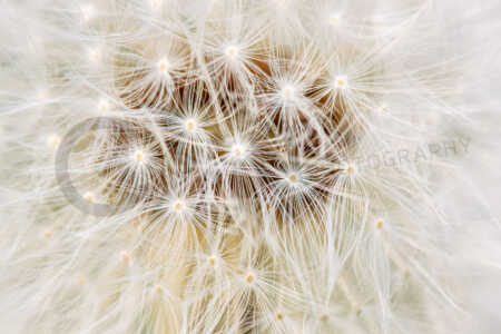 Löwenzahn (Taraxacum sect Ruderalia) Löwenzahn (Taraxacum sect Ruderalia)