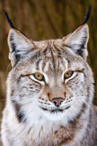 Portrait eines ausgewachsenen Luchses Luchs (lynx lynx)