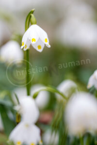 Märzenbecher (Leucojum vernum) Märzenbecher (Leucojum vernum)