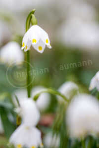Märzenbecher (Leucojum vernum) Märzenbecher (Leucojum vernum)