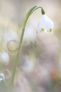 Märzenbecher (Leucojum vernum) Märzenbecher (Leucojum vernum)