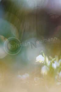 Märzenbecher (Leucojum vernum) Märzenbecher (Leucojum vernum)