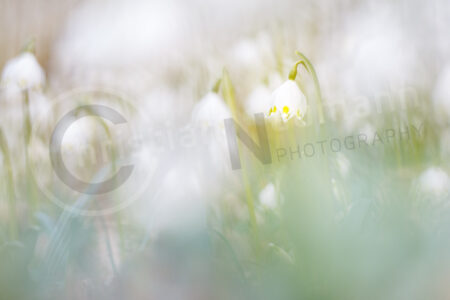 Märzenbecher (Leucojum vernum)