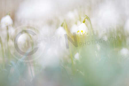 Märzenbecher (Leucojum vernum) Märzenbecher (Leucojum vernum)