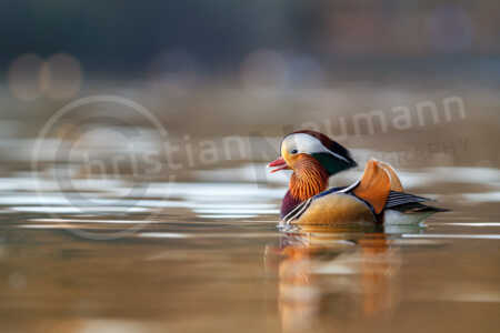 Mandarinente (Aix galericulata) Mandarinente (Aix galericulata)