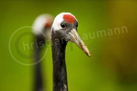 Portrait eines Mandschurenkranichs (Grus japonensis) Mandschurenkranich (Grus japonensis)