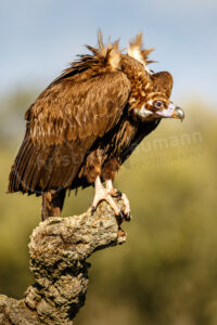 Mönchsgeier (Aegypius monachus)
