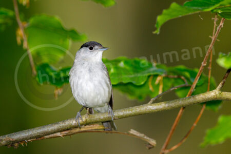 Mönchsgrasmücke (Sylvia atricapilla)