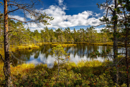 Moor mit kleinem See