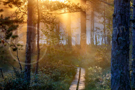 In einem Wald geht früh morgens die Sonne auf. Ein Weg aus Holzbohlen wird von der Sonne beleuchtet. Die Sonnenstrahlen brechen durch den morgendlichen Wald. Morgenstimmung im Moor mit Steg