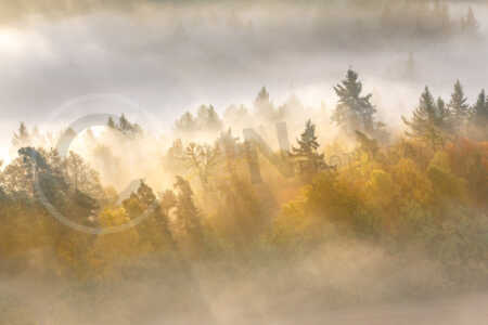 Morgendlicher Wald mit Nebel in der Pfalz Morgenstimmung im Pfälzerwald mit Nebel