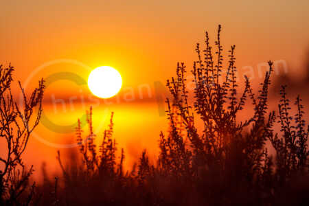 Morgenstimmung in der Heide Morgenstimmung in der Heide