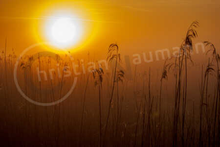 Morgenstimmung in der Heide Morgenstimmung in der Heide