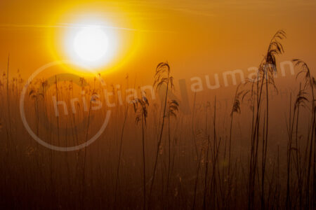 Morgenstimmung in der Heide