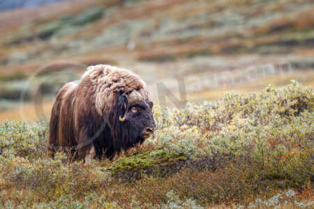 Moschusochse (Ovibos moschatus) Moschusochse (Ovibos moschatus)