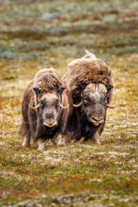 Moschusochse (Ovibos moschatus) Moschusochse (Ovibos moschatus)