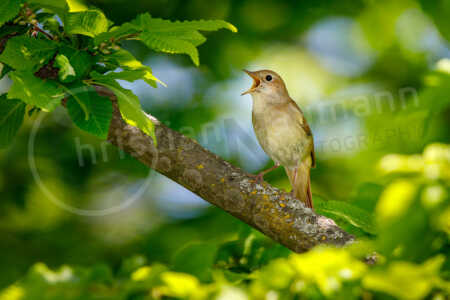 Nachtigall (Luscinia megarhynchos), singend Nachtigall (Luscinia megarhynchos)