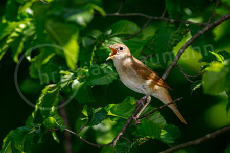 Nachtigall (Luscinia megarhynchos), singend Nachtigall (Luscinia megarhynchos)