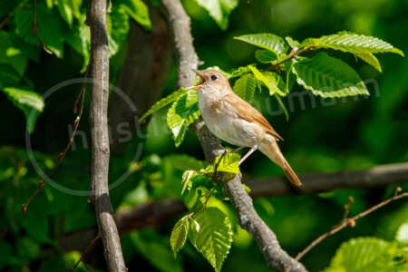Nachtigall (Luscinia megarhynchos), singend Nachtigall (Luscinia megarhynchos)
