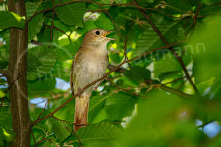 Nachtigall (Luscinia megarhynchos), singend Nachtigall (Luscinia megarhynchos)