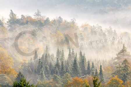 Pfälzerwald mit Morgennebel
