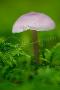 Pilz Pilz