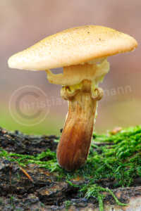 Pilz Pilz