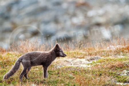 Polarfuchs / Eisfuchs (Vulpes lagopus, syn. Alopex lagopus) in einem Nationalpark in Norwegen Polarfuchs Eisfuchs (Vulpes lagopus)