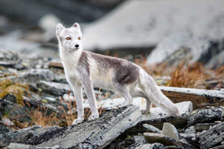 Polarfuchs / Eisfuchs (Vulpes lagopus, syn. Alopex lagopus) in einem Nationalpark in Norwegen Polarfuchs Eisfuchs (Vulpes lagopus)
