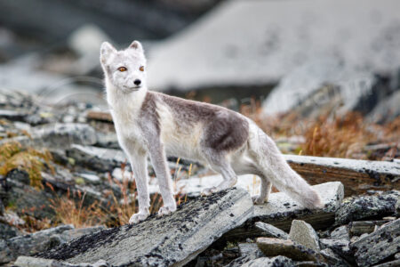 Polarfuchs / Eisfuchs (Vulpes lagopus, syn. Alopex lagopus) in einem Nationalpark in Norwegen Polarfuchs Eisfuchs (Vulpes lagopus)