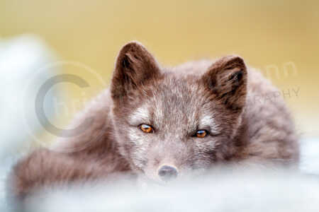 Polarfuchs / Eisfuchs (Vulpes lagopus, syn. Alopex lagopus) in einem Nationalpark in Norwegen Polarfuchs Eisfuchs (Vulpes lagopus)