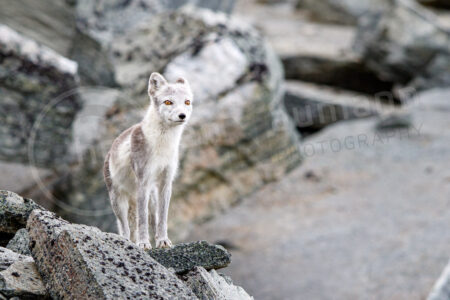 Polarfuchs / Eisfuchs (Vulpes lagopus, syn. Alopex lagopus) in einem Nationalpark in Norwegen Polarfuchs Eisfuchs (Vulpes lagopus)