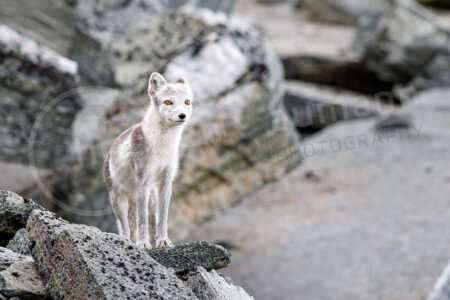 Polarfuchs / Eisfuchs (Vulpes lagopus, syn. Alopex lagopus) in einem Nationalpark in Norwegen Polarfuchs Eisfuchs (Vulpes lagopus)