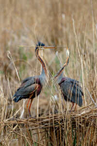 Purpurreiher (Ardea purpurea) auf einem Nest während der Brutzeit Purpurreiher (Ardea purpurea)