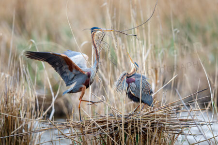 Purpurreiher (Ardea purpurea)