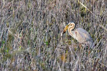 Purpurreiher (Ardea purpurea)